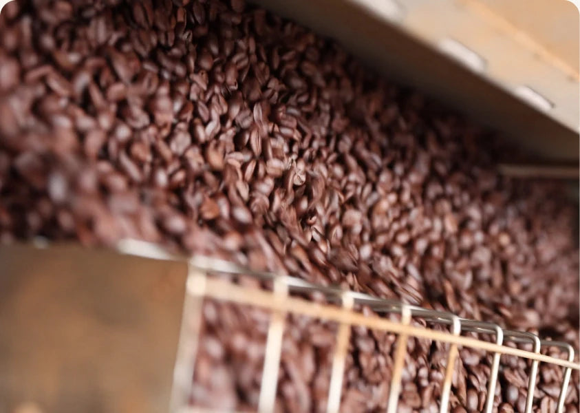 Roasted coffee beans cooling in a roastery tray
